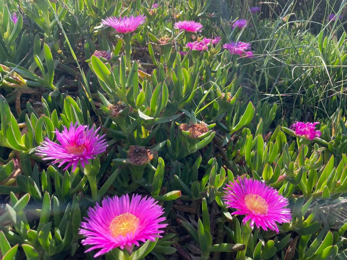 Appartamento In Villa Con Giardino Vicino Al Mare Bella Farnia 外观 照片